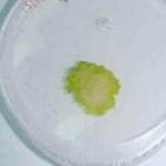 argan-slide-2